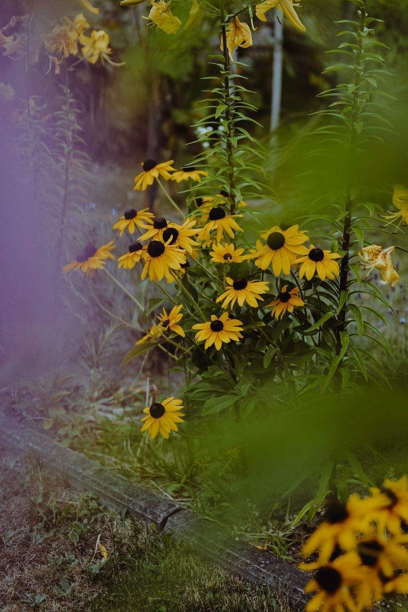 Jardin Harmonie France 4
